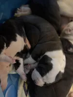 No Name, a male American Bully and American Pit Bull Terrier for sale in Silver Spring, MD – Photo 1 of 2