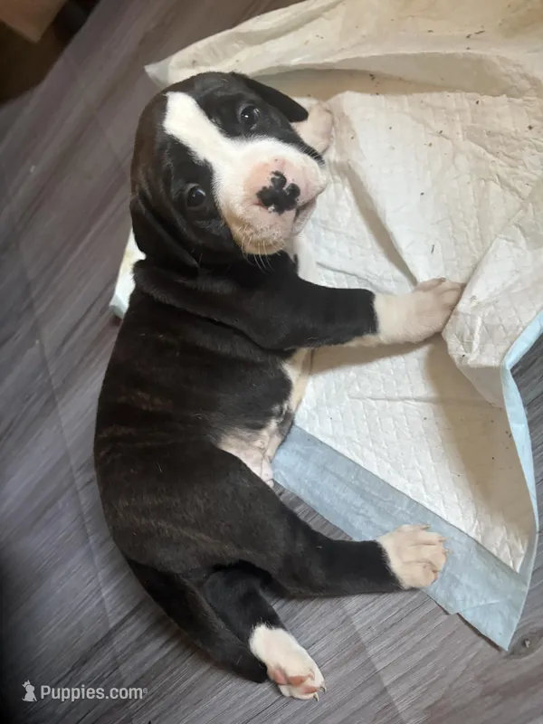 No Name – American Bully, American Pit Bull Terrier puppy for sale in Silver Spring, MD