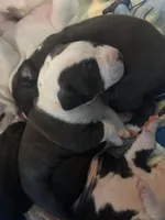 No Name, a male American Bully and American Pit Bull Terrier for sale in Silver Spring, MD – Photo 2 of 2