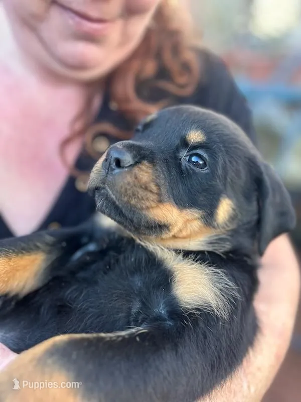 Championship bloodline