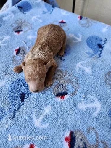 Tyler2 – Poodle - Toy  puppy for sale in Sumrall, MS
