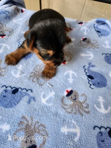 Archie3 – Yorkshire Terrier puppy for sale in Sumrall, MS