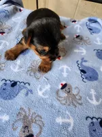 Archie3, a male Yorkshire Terrier for sale in Sumrall, MS – 5 of 7