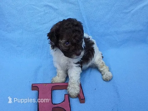Coco3 – Poodle - Toy  puppy for sale in Sumrall, MS