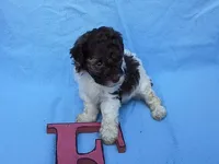 Coco3, a female Poodle - Toy  for sale in Sumrall, MS – 1 of 2