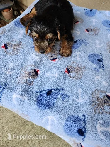 Archie – Yorkshire Terrier puppy for sale in Sumrall, MS