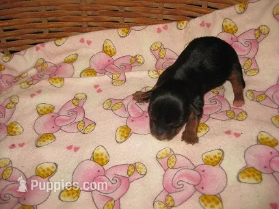 Monica2 – Yorkshire Terrier puppy for sale in Sumrall, MS