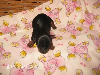 Monica – Yorkshire Terrier puppy for sale in Sumrall, MS