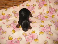 Monica, a female Yorkshire Terrier for sale in Sumrall, MS – 1 of 1