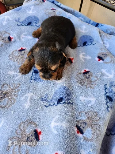 Archie – Yorkshire Terrier puppy for sale in Sumrall, MS