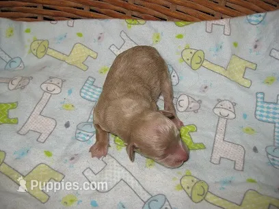 Gabe – Maltipoo puppy for sale in Sumrall, MS