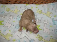 Gabe, a male Maltipoo for sale in Sumrall, MS – 1 of 1