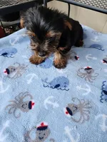 Archie3, a male Yorkshire Terrier for sale in Sumrall, MS – 2 of 7
