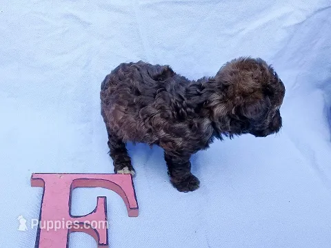Coco – Poodle - Toy  puppy for sale in Sumrall, MS