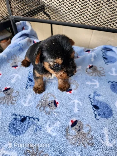 Archie – Yorkshire Terrier puppy for sale in Sumrall, MS