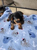 Archie, a male Yorkshire Terrier for sale in Sumrall, MS – 5 of 7