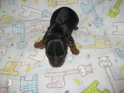 Archie – Yorkshire Terrier puppy for sale in Sumrall, MS