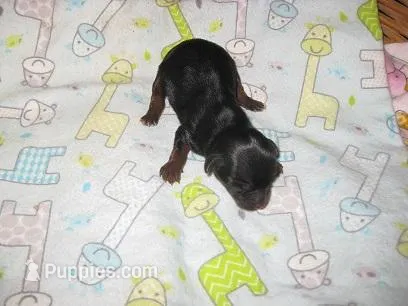 Rocky – Yorkshire Terrier puppy for sale in Sumrall, MS