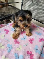 Molly, a female Yorkshire Terrier for sale in Sumrall, MS – Photo 2 of 2