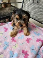 Molly, a female Yorkshire Terrier for sale in Sumrall, MS – Photo 1 of 2