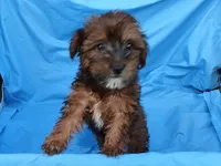 Shirley, a female Maltipoo for sale in Sumrall, MS – 2 of 5