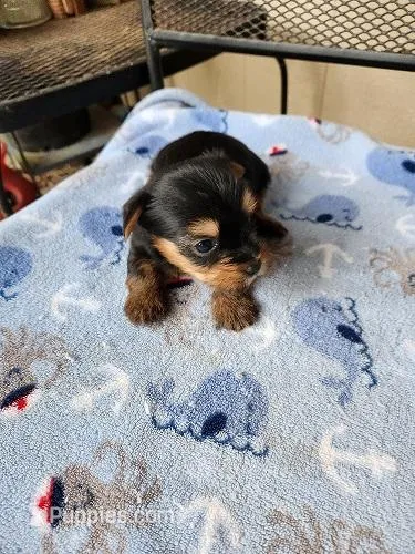 Rocky2 – Yorkshire Terrier puppy for sale in Sumrall, MS