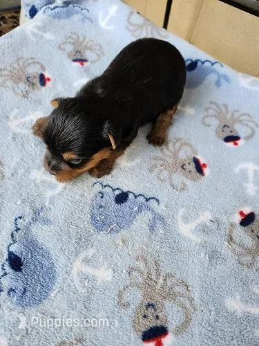 Rocky2 – Yorkshire Terrier puppy for sale in Sumrall, MS