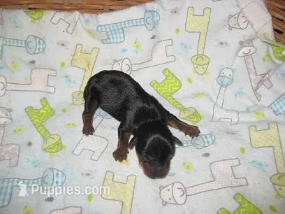 Rocky2 – Yorkshire Terrier puppy for sale in Sumrall, MS