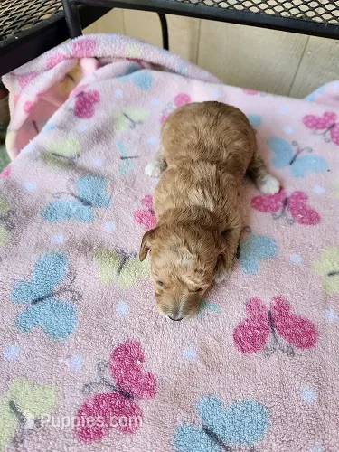 Penelope – Maltipoo puppy for sale in Sumrall, MS