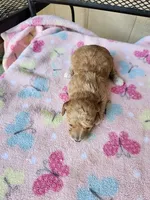 Penelope, a female Maltipoo for sale in Sumrall, MS – 1 of 1