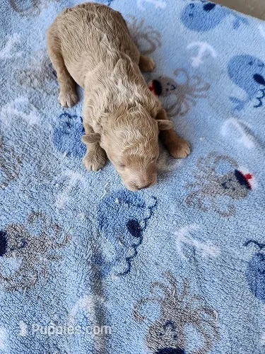 Gabe – Maltipoo puppy for sale in Sumrall, MS