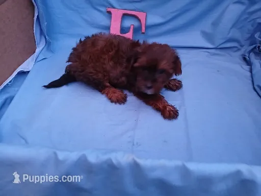 Shirley – Maltipoo puppy for sale in Sumrall, MS