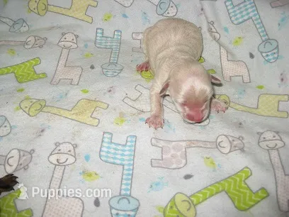 Pumpkin – Maltipoo puppy for sale in Sumrall, MS