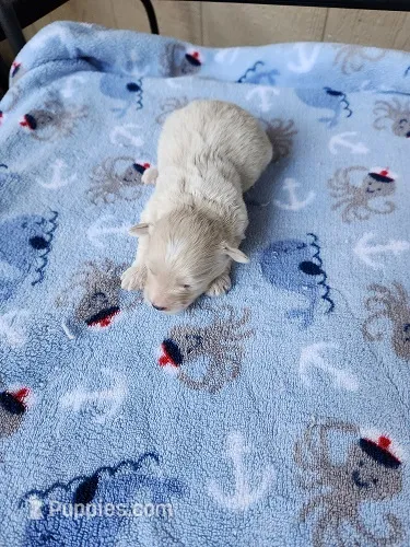 Pumpkin – Maltipoo puppy for sale in Sumrall, MS