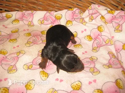 Samantha – Yorkshire Terrier puppy for sale in Sumrall, MS