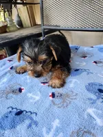 Archie, a male Yorkshire Terrier for sale in Sumrall, MS – 3 of 7