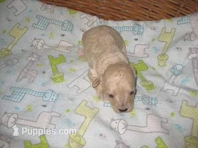 Gibbs – Maltipoo puppy for sale in Sumrall, MS
