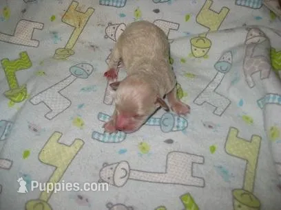 Gibbs – Maltipoo puppy for sale in Sumrall, MS