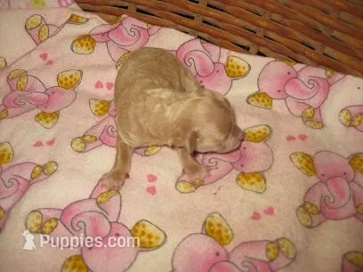 Pearl2 – Maltipoo puppy for sale in Sumrall, MS