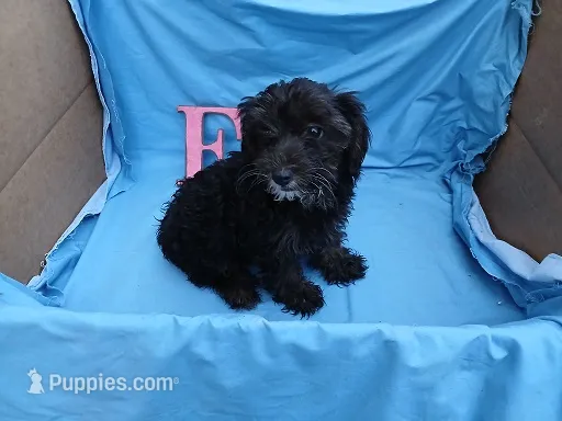 Rachel – Yorkipoo puppy for sale in Sumrall, MS
