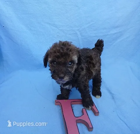 Coco – Poodle - Toy  puppy for sale in Sumrall, MS