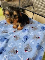 Archie, a male Yorkshire Terrier for sale in Sumrall, MS – 2 of 2