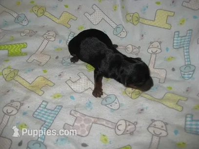 Rascal – Yorkshire Terrier puppy for sale in Sumrall, MS