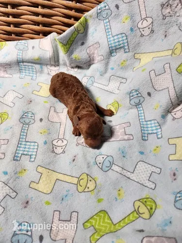 Jasper – Poodle - Toy  puppy for sale in Sumrall, MS