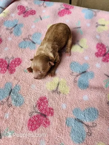 Lola3 – Maltipoo puppy for sale in Sumrall, MS