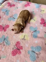 Lola3, a female Maltipoo for sale in Sumrall, MS – 1 of 1