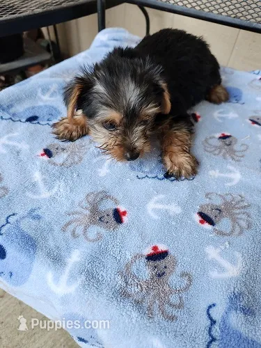 Archie – Yorkshire Terrier puppy for sale in Sumrall, MS