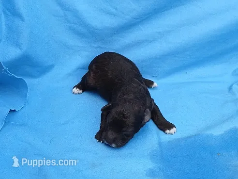 Coco – Poodle - Toy  puppy for sale in Sumrall, MS