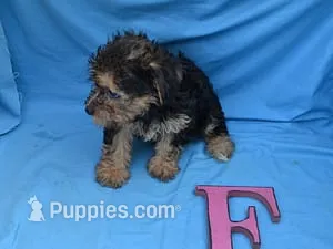 Rachel2 – Yorkipoo puppy for sale in Sumrall, MS