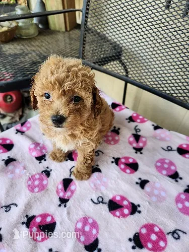 Zoey – Maltipoo puppy for sale in Sumrall, MS